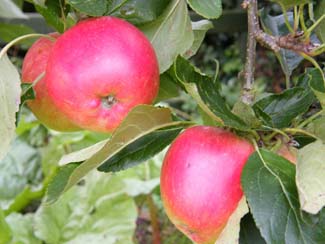 Castlefarm Apples